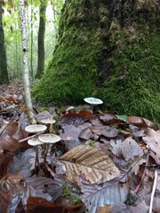 stream in the forest