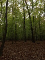 Obraz premium footpath in the forest