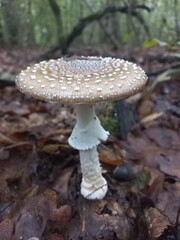 Forest toxic fungi