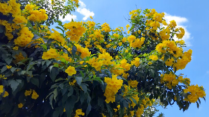 Trumpet vine and blue sky background.