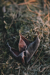 Crunchy Leaf on Frosty Ground: A Winter Landscape