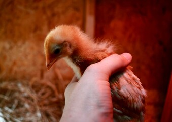 Holding a Small Yellow Chick: A Touch of Care and Compassion