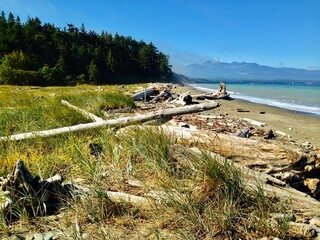 Serene Beachscape with Abundant Driftwood: Nature's Coastal Treasures