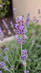 Obraz premium Close-Up of Swaying Lavender Bloom