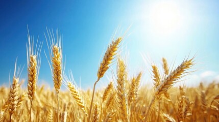 Fototapeta premium Golden Wheat Fields Swaying in the Wind