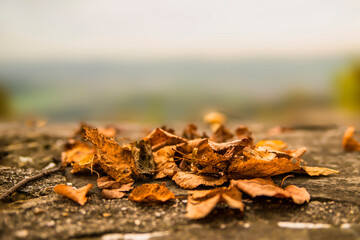 autumnal painted leaves on a castle wall with blurred landscape