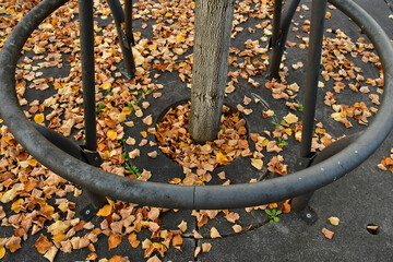autumnal colored leaves on a street with an iron grid