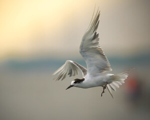 seagull flying in the sky