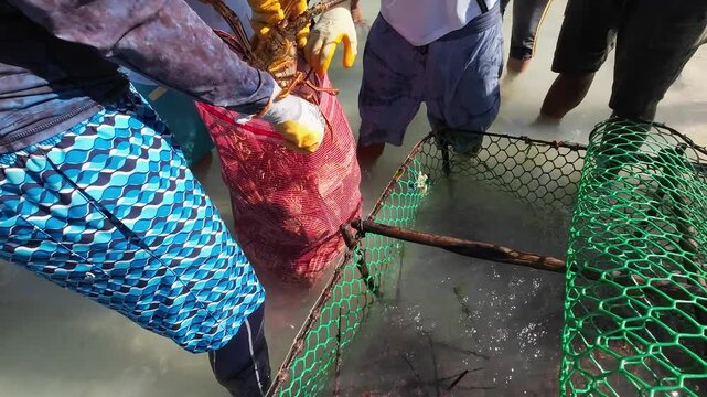 Fresh Lobster Harvest, man pulls lobster out of trap, caribbean beach Los Roques
