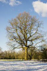 Winter scene in a park, UK.
