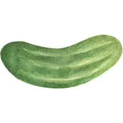 Watercolor Illustration Cucumber Vegetable