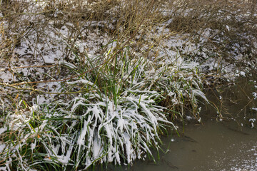 Winter scene in a park, UK.