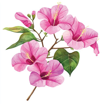 Bougainvillea watercolor clipart illustration