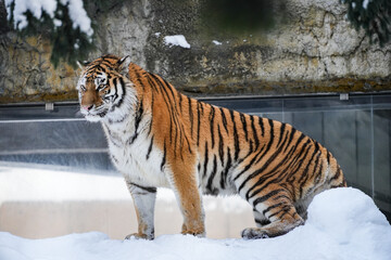 Majestic Tiger in Winter Wonderland Scene