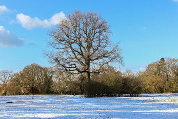 Winter scene in a park in the UK, a frosty snowy start with blue skies.