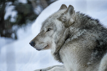 Obraz premium Majestic Wolf in Winter Landscape