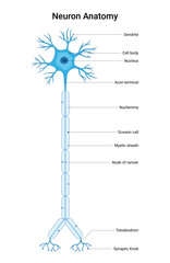 Anatomical Structure of the Neuron