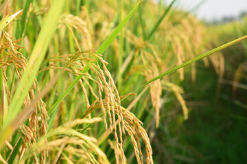Close-up to rice seeds in ear of paddy. Beautiful golden rice field and ear of rice. 
