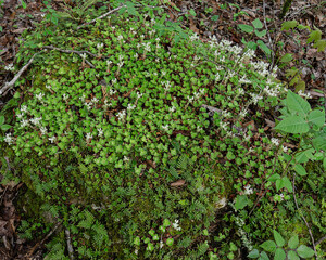 Woodland stonecrop, Sedum ternatum, along with moss and ferns, cover a rock in the moist woodlands of the Eastern United States. Horizontal.