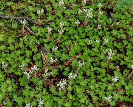 Woodland stonecrop, Sedum ternatum. Close-up of the succulent, light-green leaves and white pointed flowers. Natural, wild habitat - a moist rocky woodland in TN. Native to Eastern US. Horizontal.