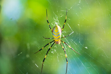 巣を張るジョロウグモのメス