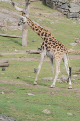 Portrait of a Giraffe Walking on Greenland