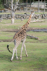 Portrait of a Giraffe Walking on Greenland