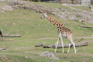 Portrait of a Giraffe Walking on Greenland