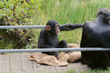 Interaction Between a Chimpanzee and Its Offspring