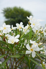 Nerium oleander in bloom, White siplicity bunch of flowers and green leaves on branches, Nerium...