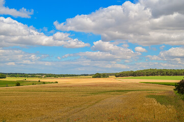 Kornfeld, Getreidefeld oder Weizenfeld mit Ackerland und Wald im Hintergrund bei blauem Himmel im Sommer, in Ketzür, Beetzseeheide in Brandenburg, Deutschland