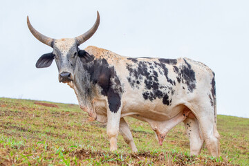 An ox with a pair of horns in the field