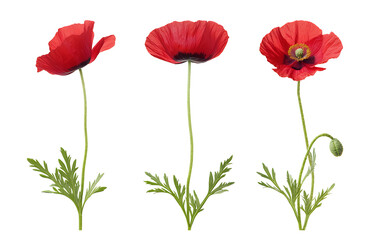 Three red poppies in various stages of bloom, isolated on a transparent background.
