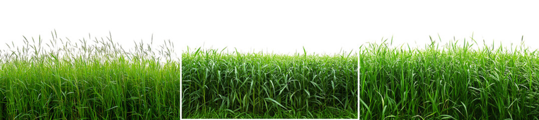 Fototapeta premium Set of a green grass field panorama, with lush blades and natural landscape details, isolated on transparent background.