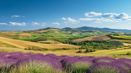 Fototapeta premium 青空と豊かなラベンダー畑
