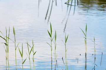 A group of green plants are floating on the surface of a body of water