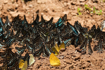 Group of beautiful butterfly puddling on the ground at Pang Sida National Park, Sa Kaeo Province, Thailand.