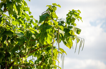 A tree with green leaves and a large trunk