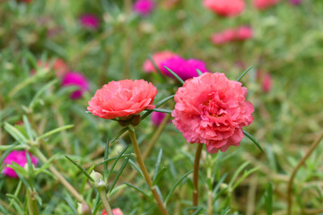 Portulaca grandiflora or moss rose purslane flower closeup, Closeup pink moss rose purslane (portulaca grandiflora) flowers in garden tropical, delicate dreamy of beauty of nature with green leaves