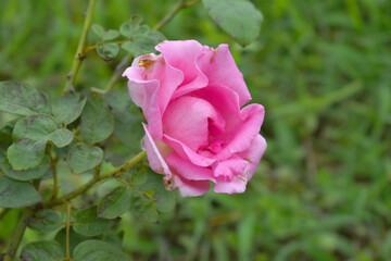 Beautiful pink rose flower closeup in garden, A very beautiful rose flower bloomed on the rose tree, Rose flower, bloom flowers, Natural spring flower,  Nature