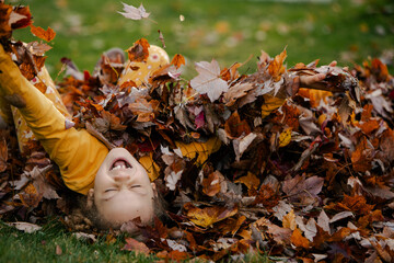 Child playing in fall maple leaves