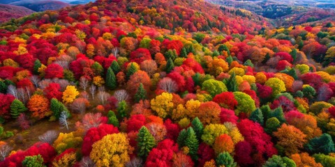 Aerial View of Stunning Forest Canopy with Vibrant Red and Black Foliage in Autumn Season, Captivating Panoramic Landscape Photography for Nature Lovers