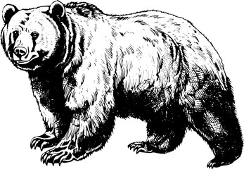 Obraz premium Black and white illustration of a grizzly bear standing.