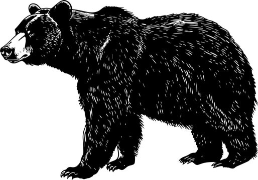 Black bear in silhouette, standing sideways, facing left.