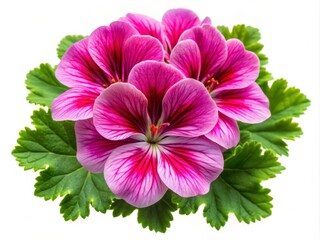 Beautiful Geranium Flower Isolated on White Background, Vibrant Colors and Fine Details for Nature Lovers, Floral Decor, Botanical Photography, and Garden Enthusiasts