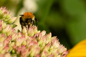 Trzmiel zbierający pyłek z kwiatów rozchodnika. © Janusz