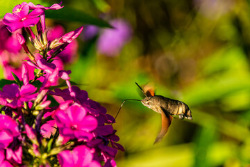 Ćma zbierająca pyłek z kwiatów.