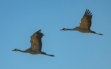 common Eurasian cranes (Grus grus) in flight