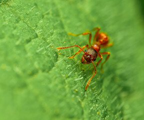 ant in detail on green leaf
