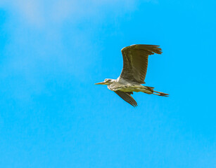 grey heron (Ardea cinerea) in flight